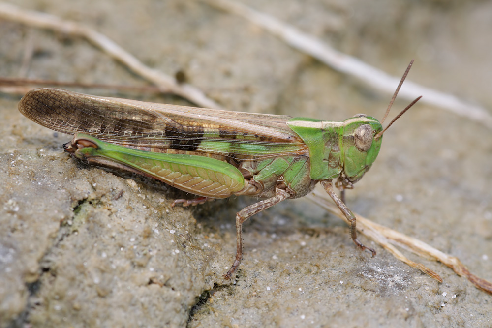 aiolopus_web_7140_107.jpg