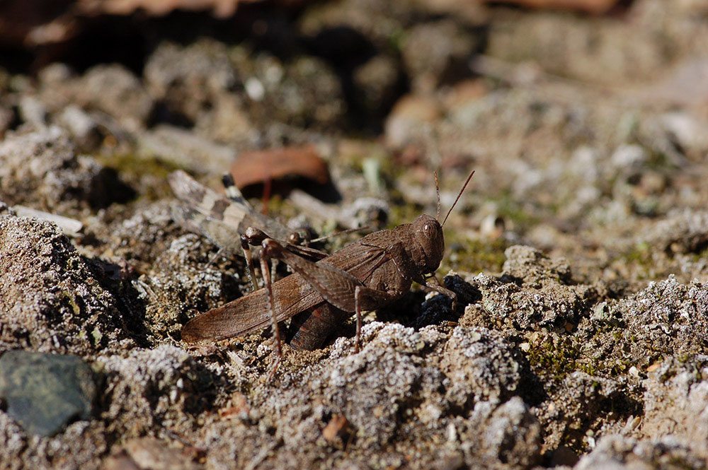 oedipoda_caerulescens__blaufluegelige_oedlandschrecke__eiablage_189.jpg