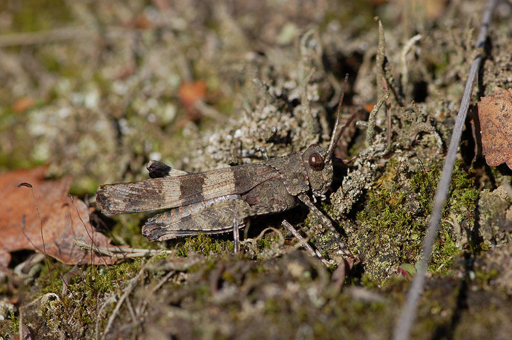 oedipoda_caerulescens__blaufluegelige_oedlandschrecke__maennchen_132.jpg