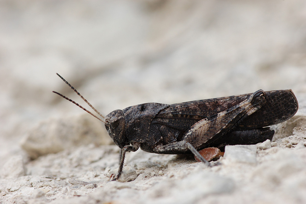 psophus_stridulus__rotfluegelige_schnarrschrecke_maennchen_745.jpg