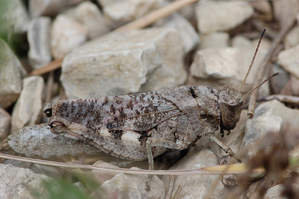 Psophus_stridulus_-_Rotfluegelige_Schnarrschrecke_Weibchen3.jpg