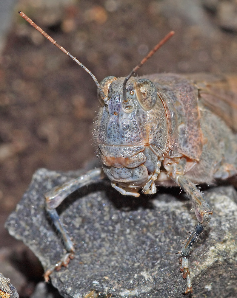 sphingonotus_caerulans__blaufluegelige_sandschrecke__portrait_158.jpg