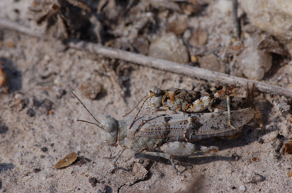 Sphingonotus_caerulans_-_Blaufluegelige_Sandschrecke_-_Paarung.jpg