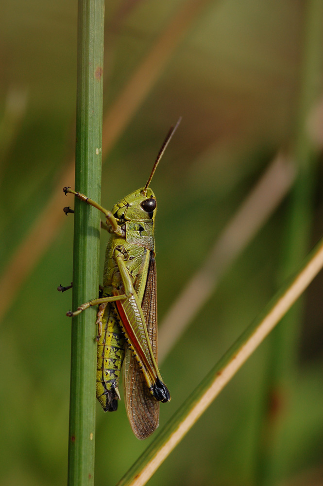 Stethophyma_grossum_-_Sumpfschrecke_-_MÃ¤nnchen.jpg