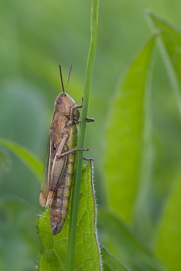 chorthippus_albomarginatus__weissrandiger_grashuepfer__weibchen_165.jpg