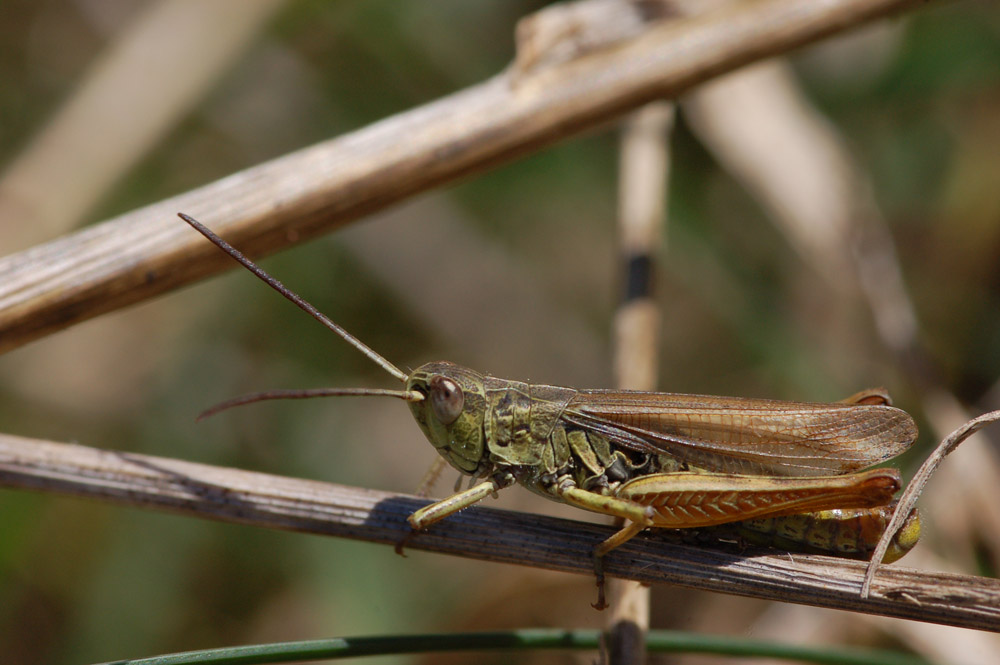 Chorthippus_apricarius_-_Feldgrashuepfer_-_Maennchen02.jpg