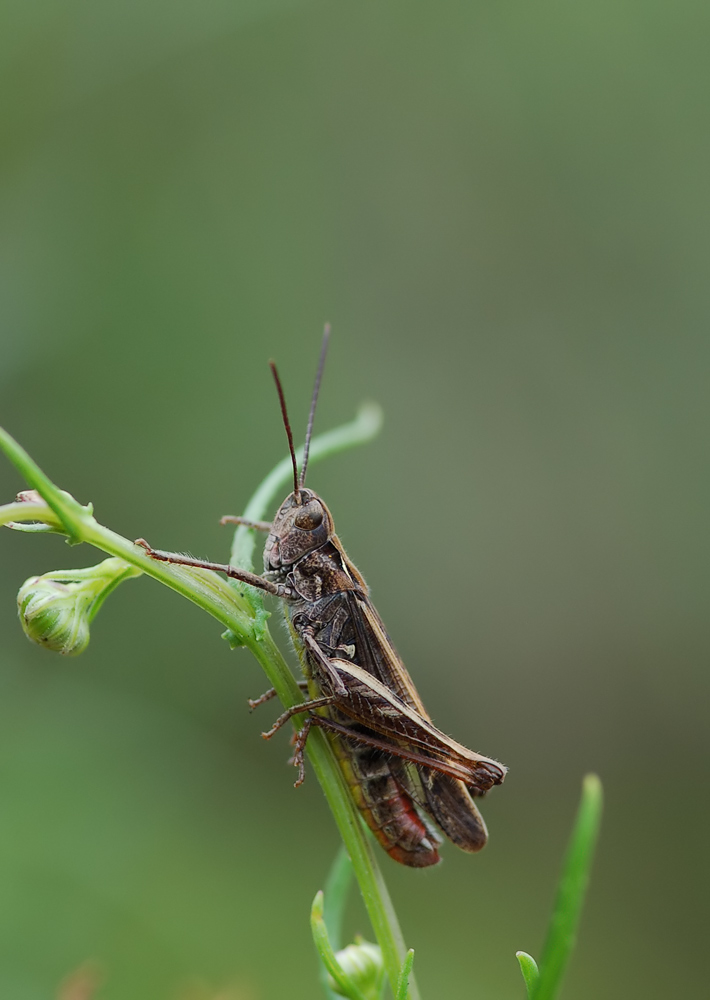 Chorthippus-biguttulus---NachtigallgrashÃ¼pfer---MÃ¤nnchen01.jpg