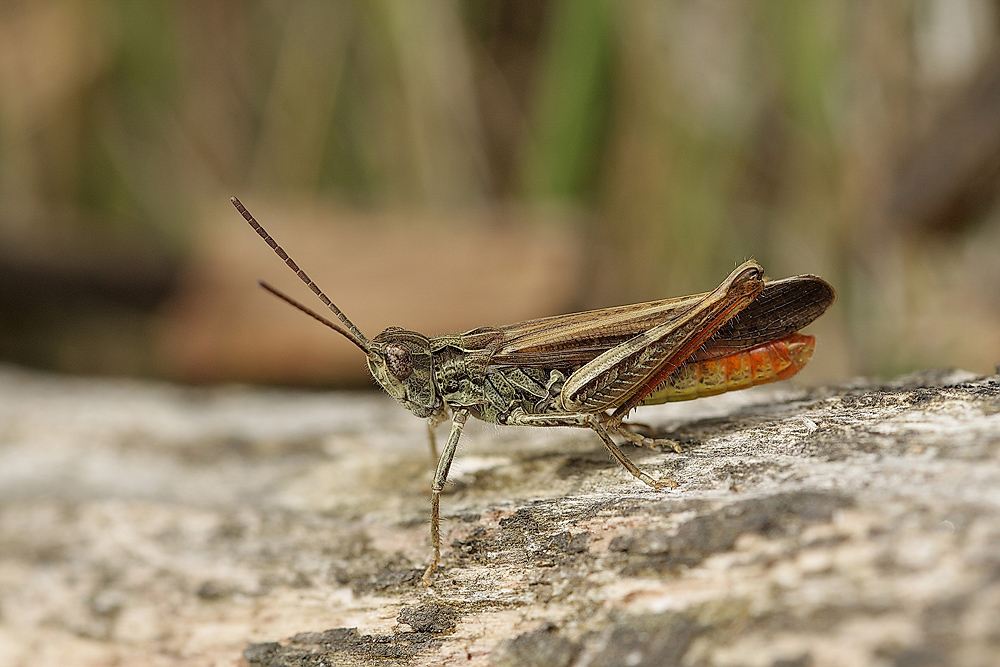 chorthippus_brunneus_acrididae_caelifera_001_152.jpg