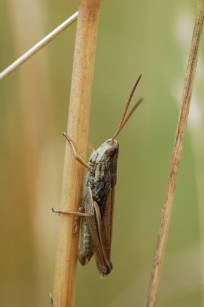 Chorthippus_dorsalis_-_WiesengrashÃ¼pfer.jpg