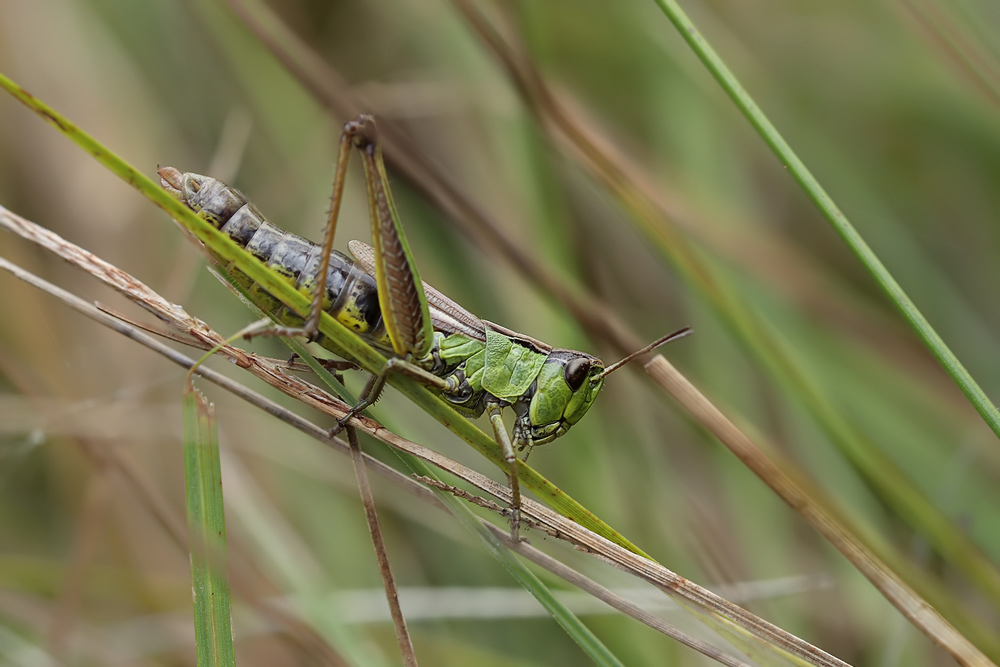 chorthippus_montanus_w1_154.jpg