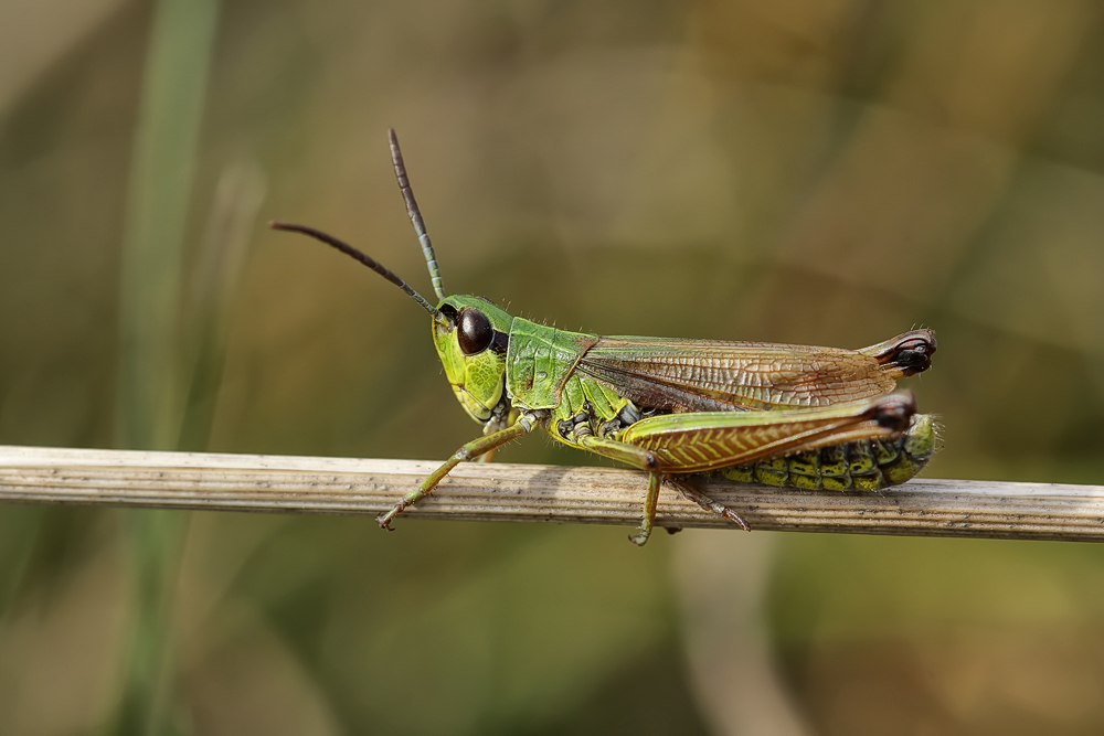 chorthippus_montanus_07m_199.jpg