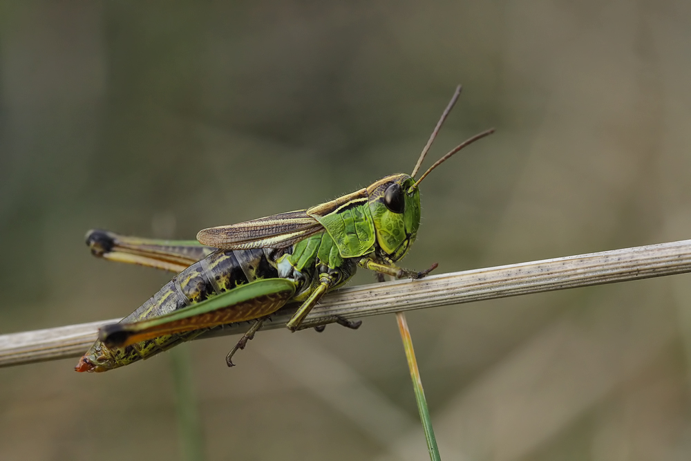 chorthippus_montanus_05w_971.jpg