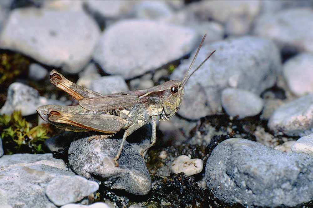 chorthippus_pullus_weibchen_013_162.jpg