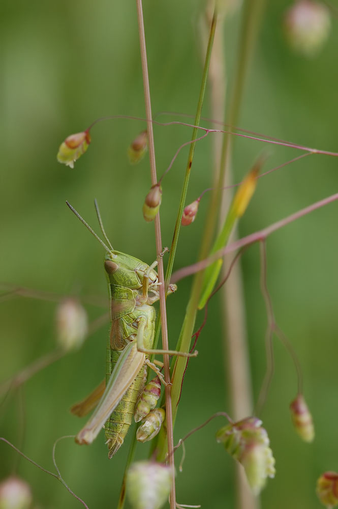 Euthystira_brachyptera_-_Kleine_Goldschrecke_-_Weibchen.jpg