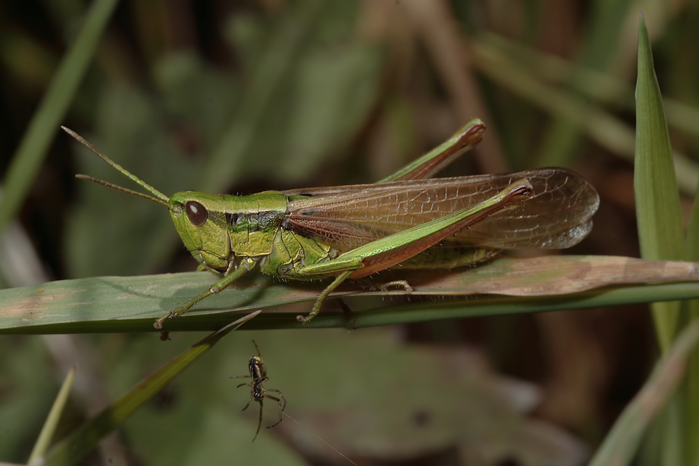 wurmloh_juni_07_chrybra_lh_011_kopie_125.jpg