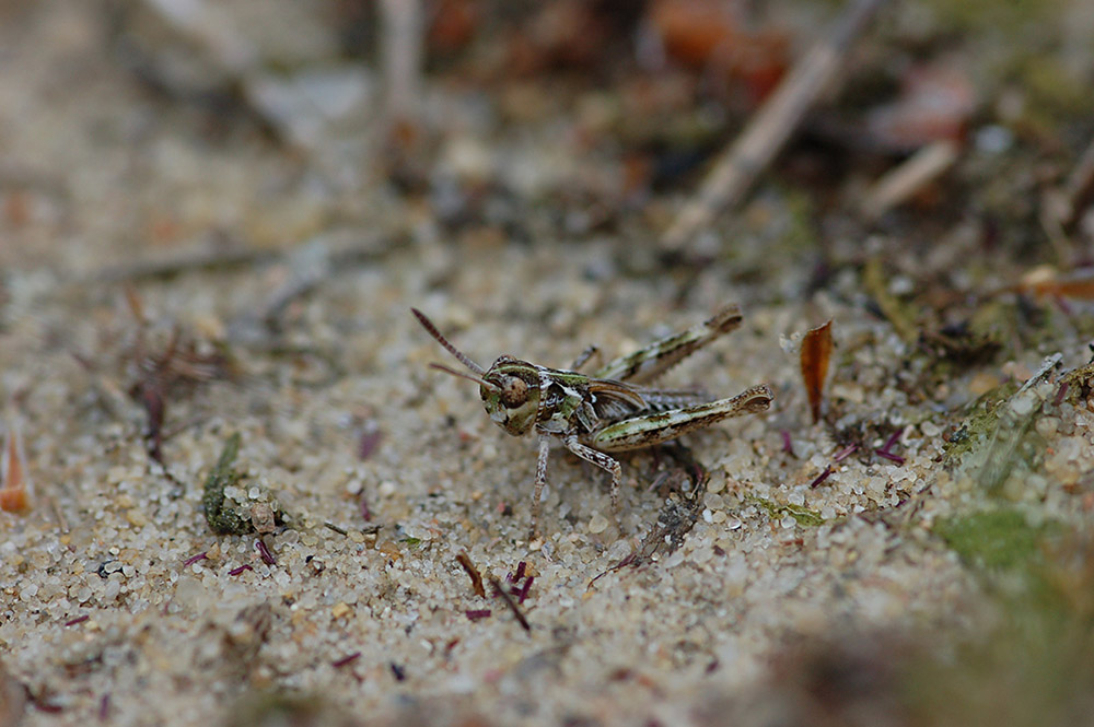 Myrmeleotettix_maculatus_-_Gefleckte_Keulenschrecke_-_Larve_-_Weibchen.jpg