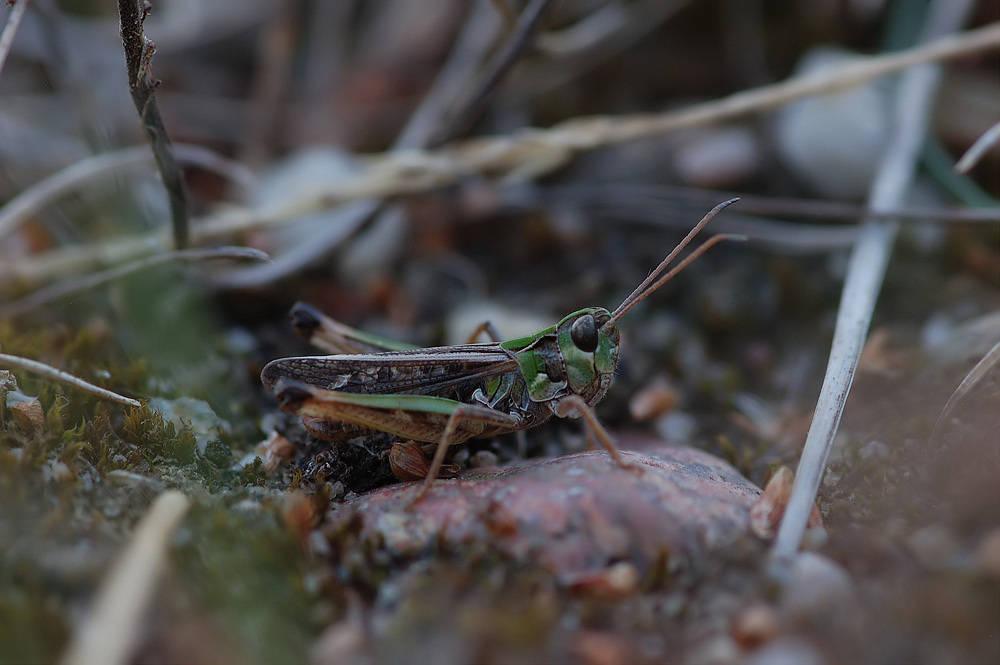 Myrmeleotettix_maculatus_-_Gefleckte_Keulenschrecke_-_MÃ¤nnchen02_filtered.jpg