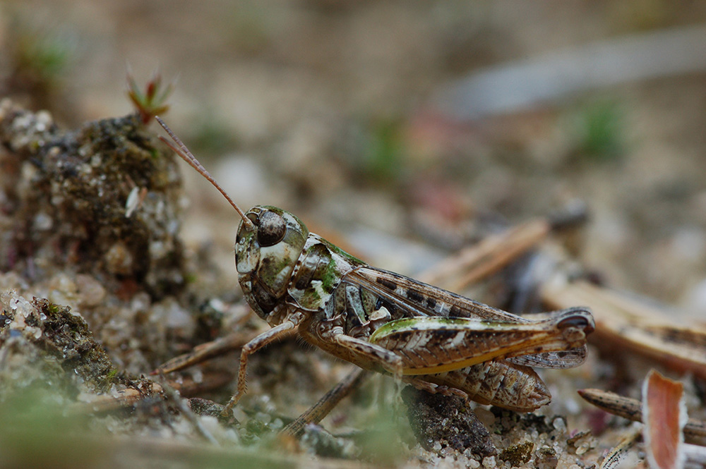 Myrmeleotettix_maculatus_-_Gefleckte_Keulenschrecke_-_Weibchen.jpg
