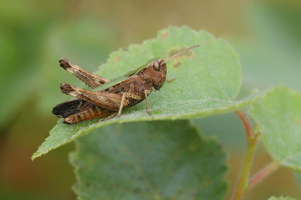 omocestus_rufipes_acrididae_caelifera_weib_003_798.jpg