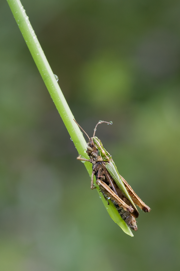 img_0557_110_110_200_grashuepfer_rabengrund1_603.png