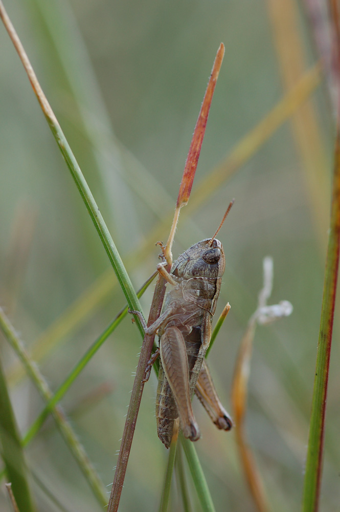 Stenobothrus_crassipes_-_ZwerggrashÃ¼pfer_-_Weibchen02.jpg