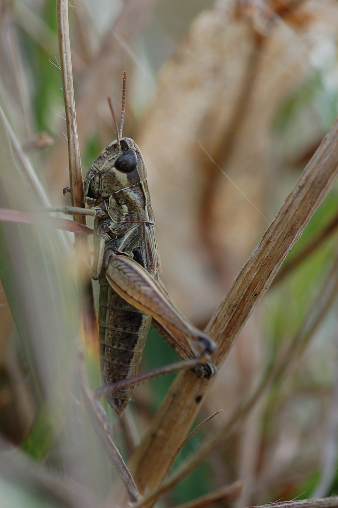 Stenobothrus_crassipes_-_ZwerggrashÃ¼pfer_-_Weibchen04.jpg