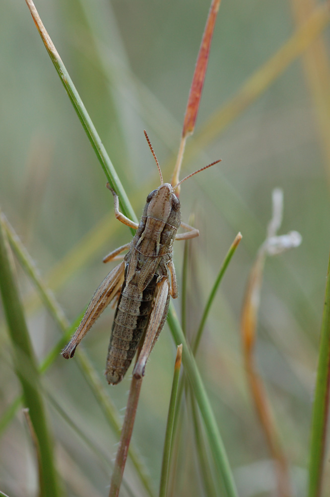 Stenobothrus_crassipes_-_ZwerggrashÃ¼pfer_-_Weibchen03.jpg