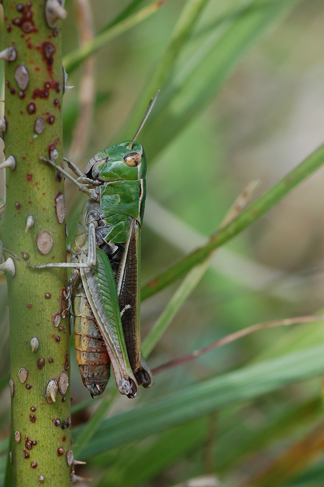 Stenobothrus_lineatus_-_Heidegrashuepfer_-_Weibchen01.jpg