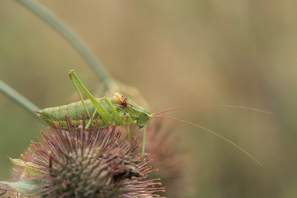 isophya_kraussii_phaneropteridae_ensifera_maennchen_012_126.jpg