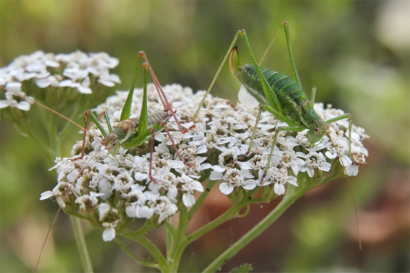 leptophyes_albovittata_1_184.jpg