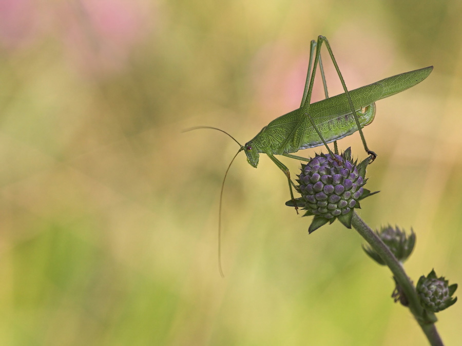 phaneroptera_falcata__gemeine_sichelschrecke__weibchen_130.jpg