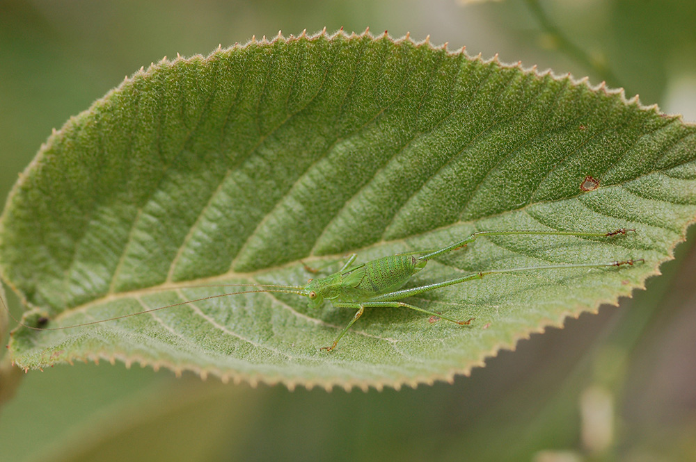 Phaneroptera-falcata---Gemeine-Sichelschrecke---Larve.jpg