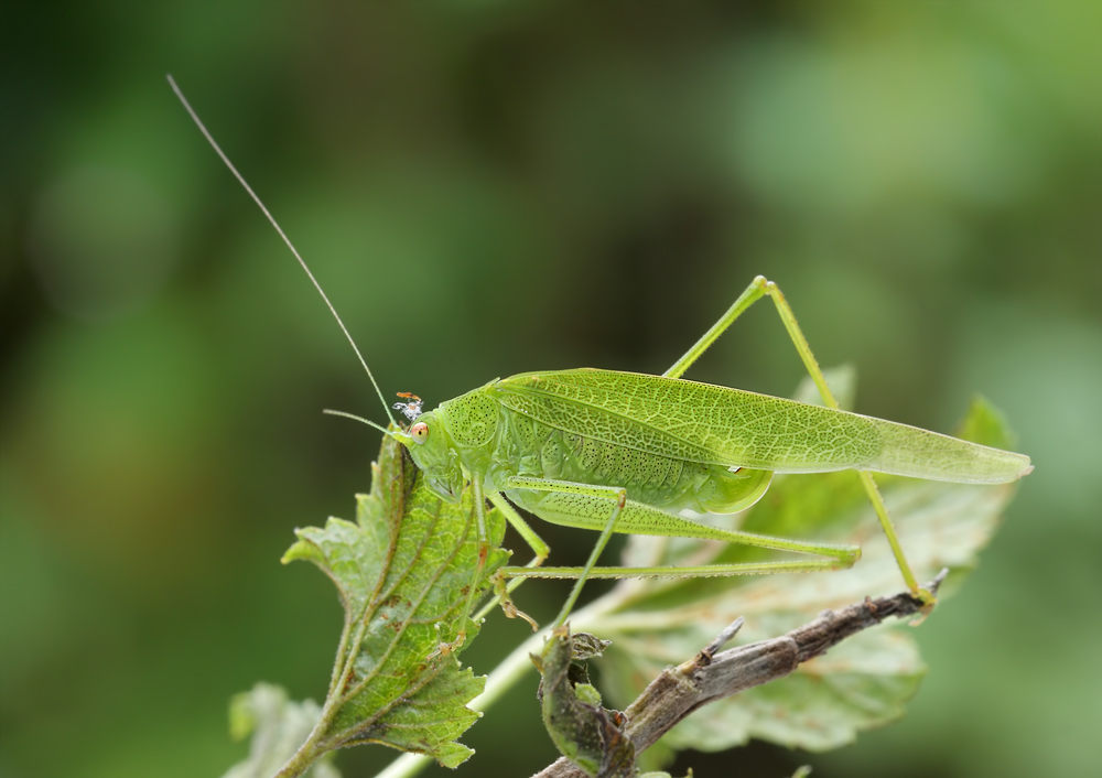 phaneroptera_nana_weibchen_370.jpg