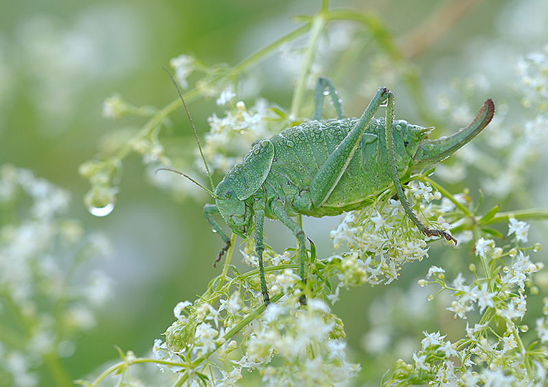 polysarcus_denticauda__wanstschrecke__weibchen_130.jpg