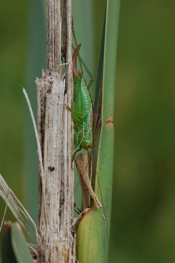 Conocephalus_dorlaslis_-_Kurzfluegelige_Schwertschrecke_-_Weibchen01.jpg