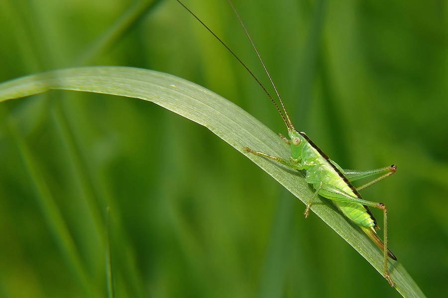 conocephalus_discolor__langfluegelige_schwertschrecke__weibchen_larve_569.jpg