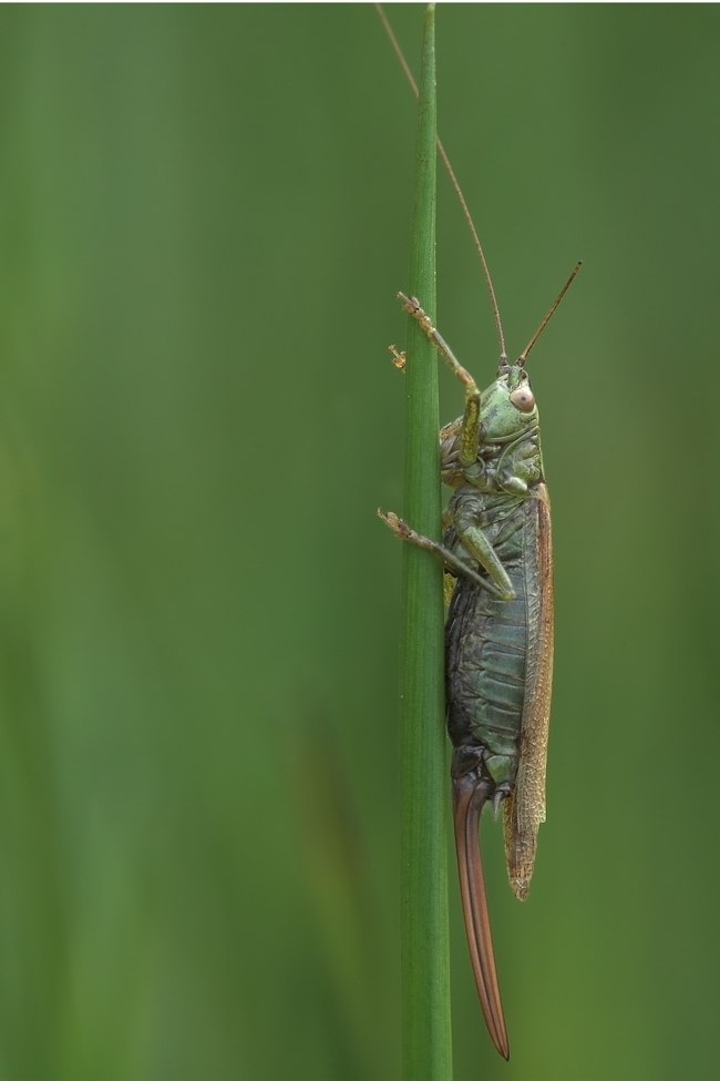 conocephalus_discolor__langflueglige_schwertschrecke__weibchen_154.jpg