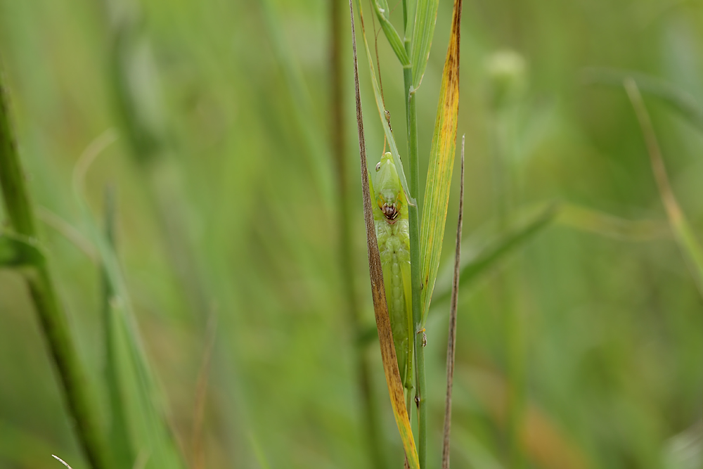 hoelle_bl_august_08_ruspolia_nitidula_lh_069_kopie_712.jpg