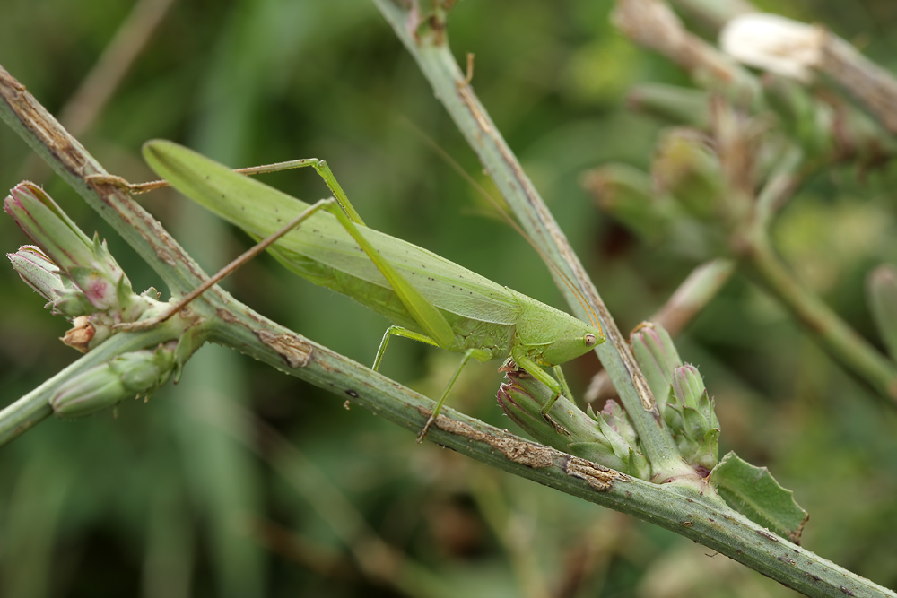 hoelle_bl_august_08_ruspolia_nitidula_lh_070_kopie_103.jpg