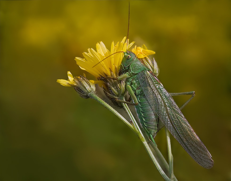 tettigonia_viridissima__gruenes_heupferd__maennchen_189.jpg