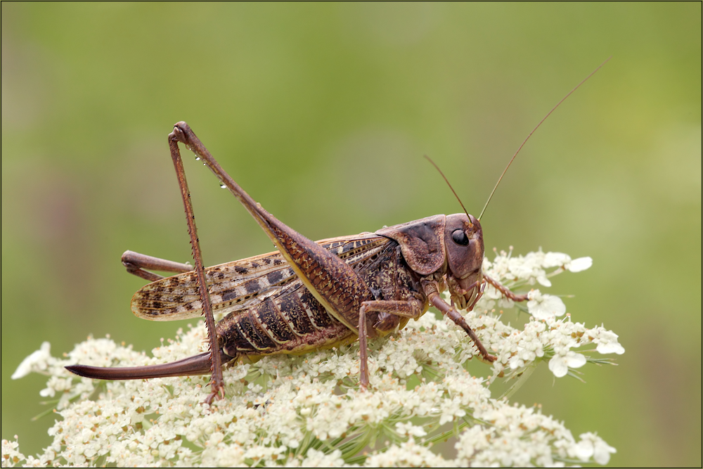 1d3_050j1703_decticus_verrucivorus_warzenbeisser_150.jpg