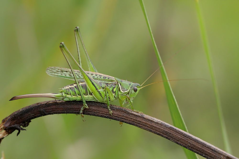 gampsocleis_glabra_0001_181.jpg