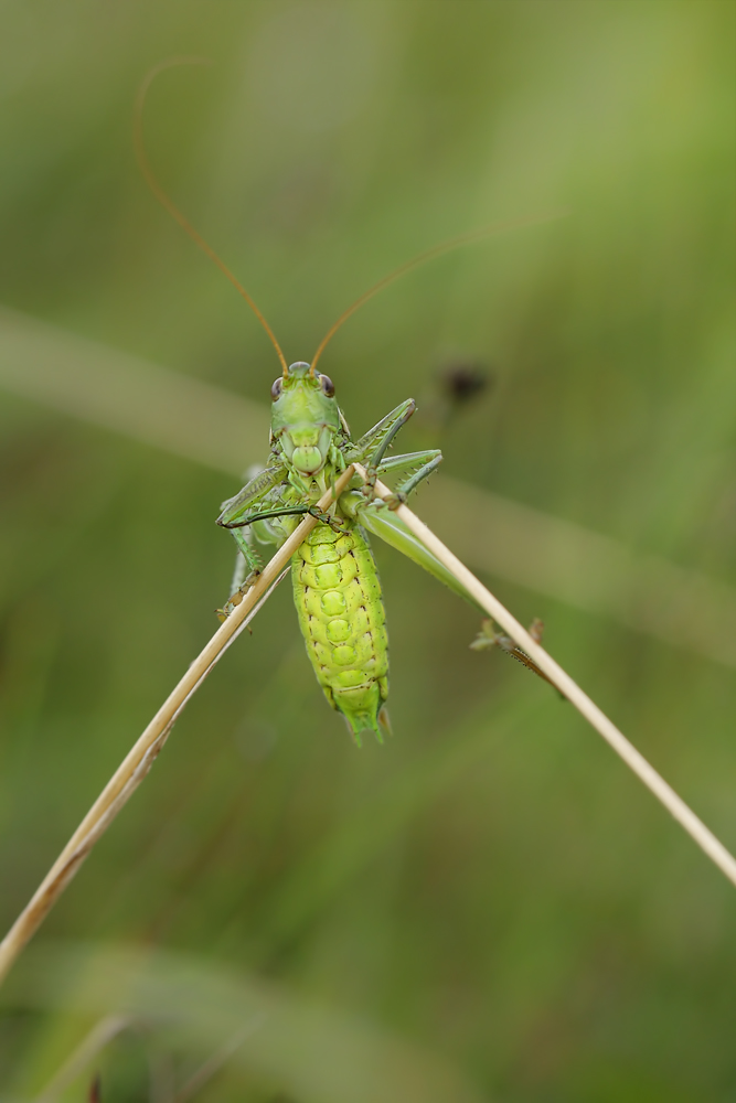 gampsocleis_glabra_0003_119.jpg