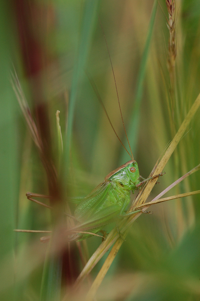 Metrioptera_bicolor_-_Zweifarbige_Beissschrecke_-_Weibchen.jpg