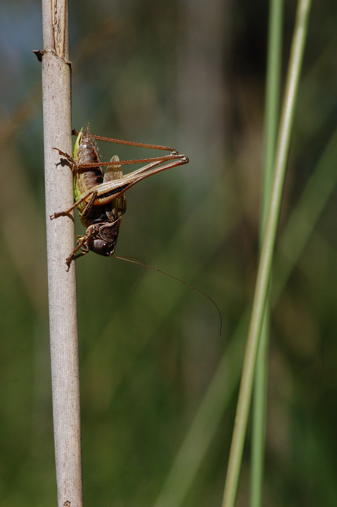 Metrioptera_brachyptera_-_Kurzfluegelige_Beissschrecke_-_Maennchen02.jpg