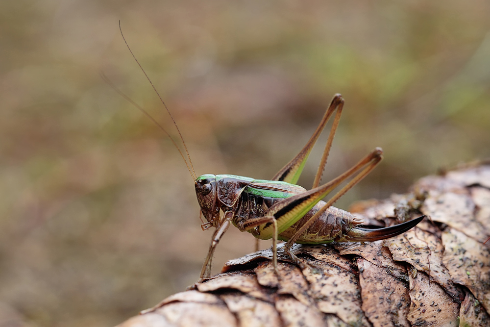 metrioptera_brachyptera_ensifera_2_510.jpg