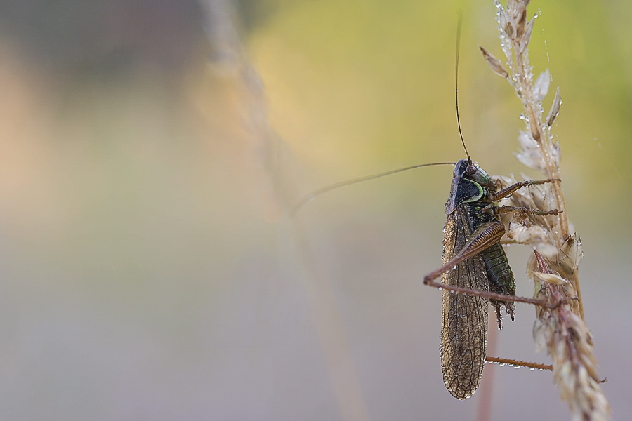 metrioptera_roeseli__roesels_beissschrecke__maennchen_194.jpg