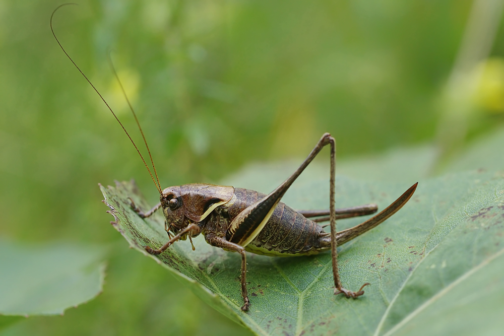 pholidoptera_aptera_laubheuschrecken_laufen_ruhpolding_august_10x_1_698.jpg