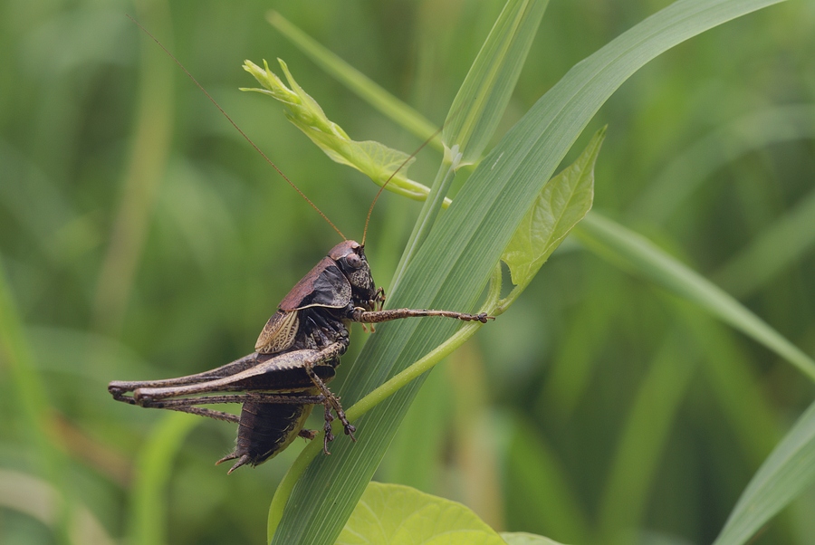 pholidoptera_griseoaptera_789.jpg