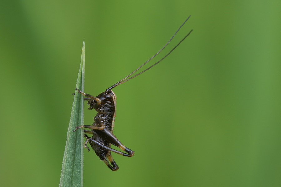 pholidoptera_griseoaptera__gewoehnliche_strauchschrecke__larve_204.jpg